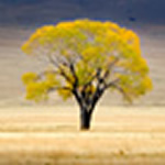 solitary-life-70 solitary-life-70